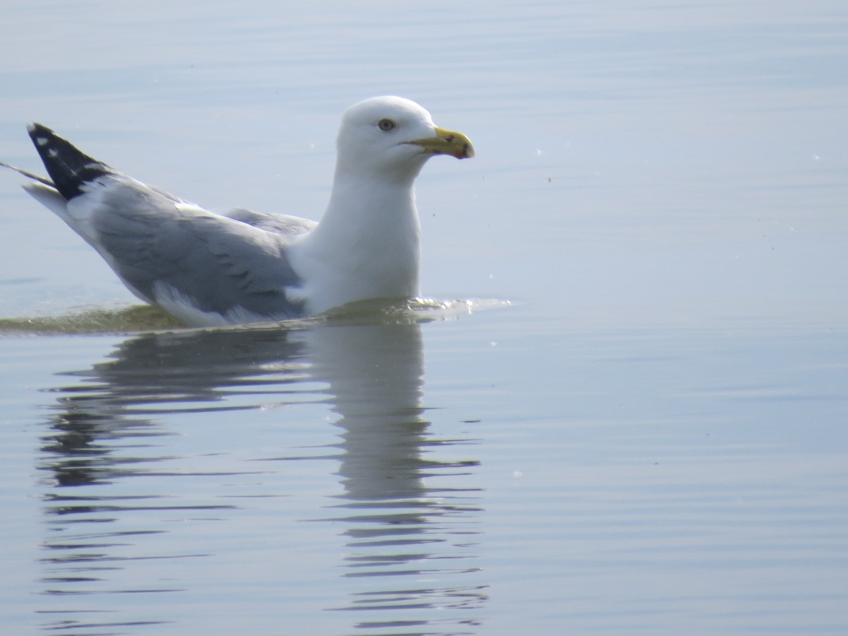 Herring Gull - Ethan Maynard