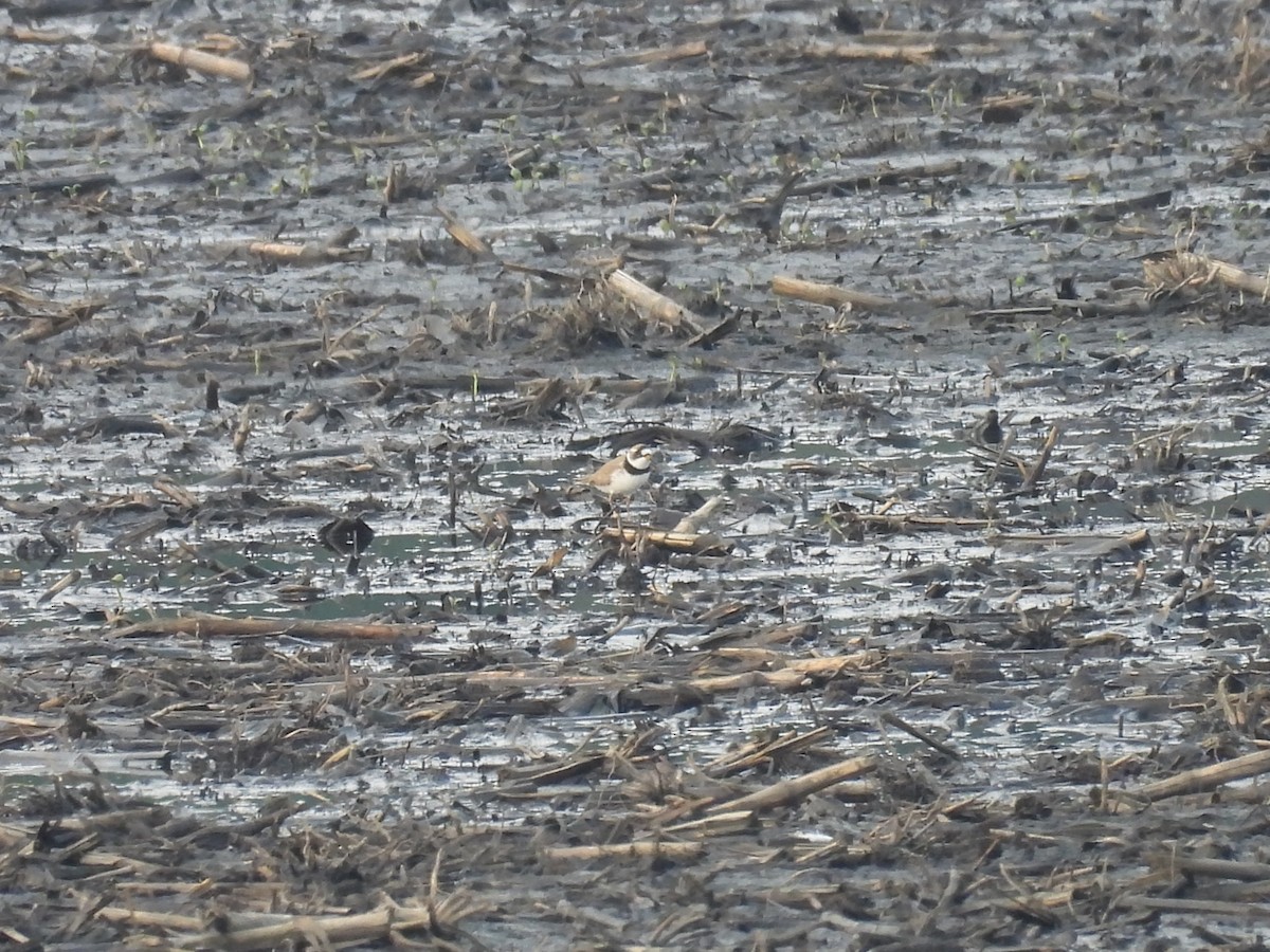 Semipalmated Plover - Clayton Will