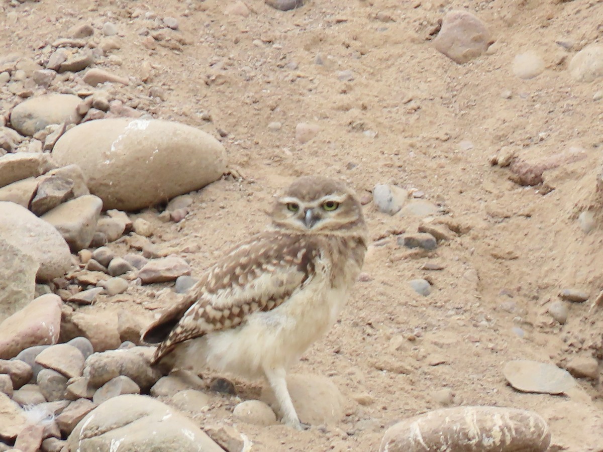 Burrowing Owl - Hipólita Paniagua Chambe