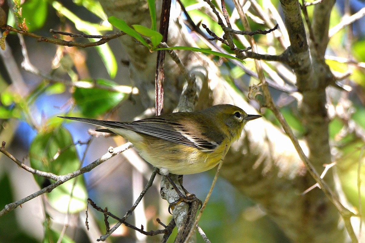 Pine Warbler - ML619065008