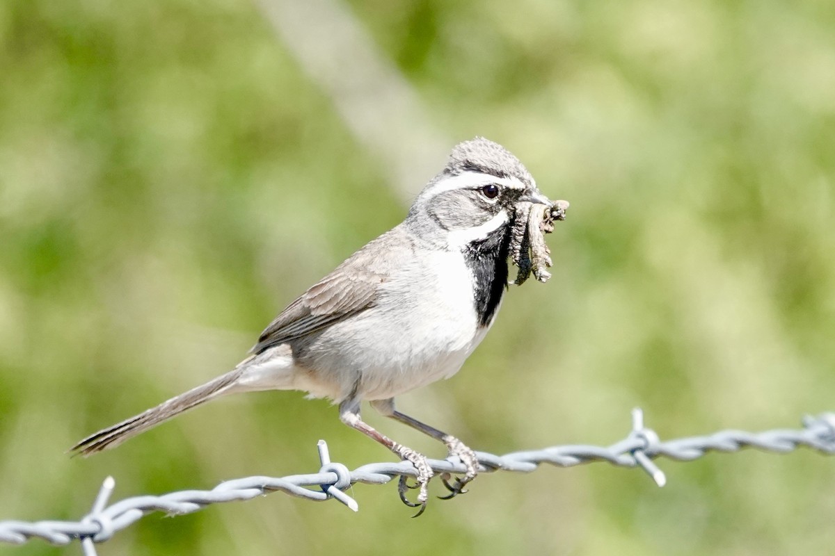 Black-throated Sparrow - Kenna Sue Trickey