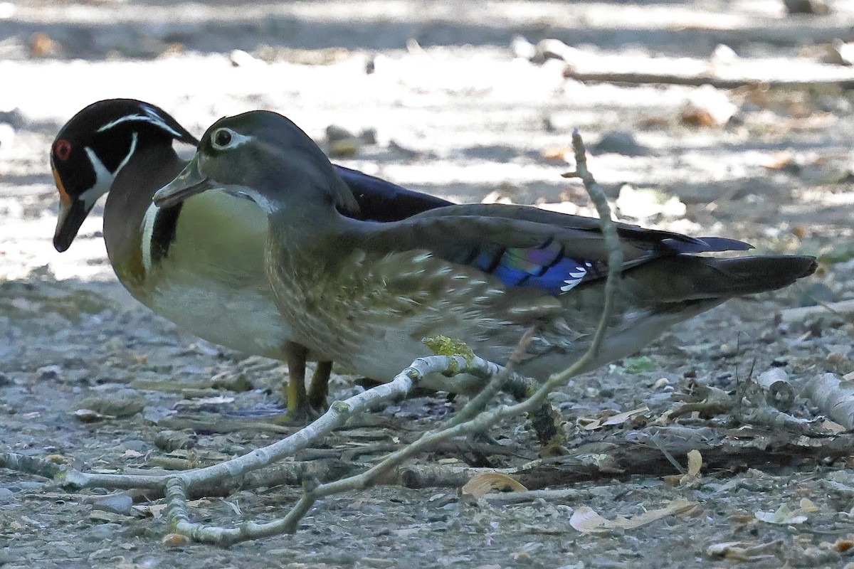 Wood Duck - David Forinash