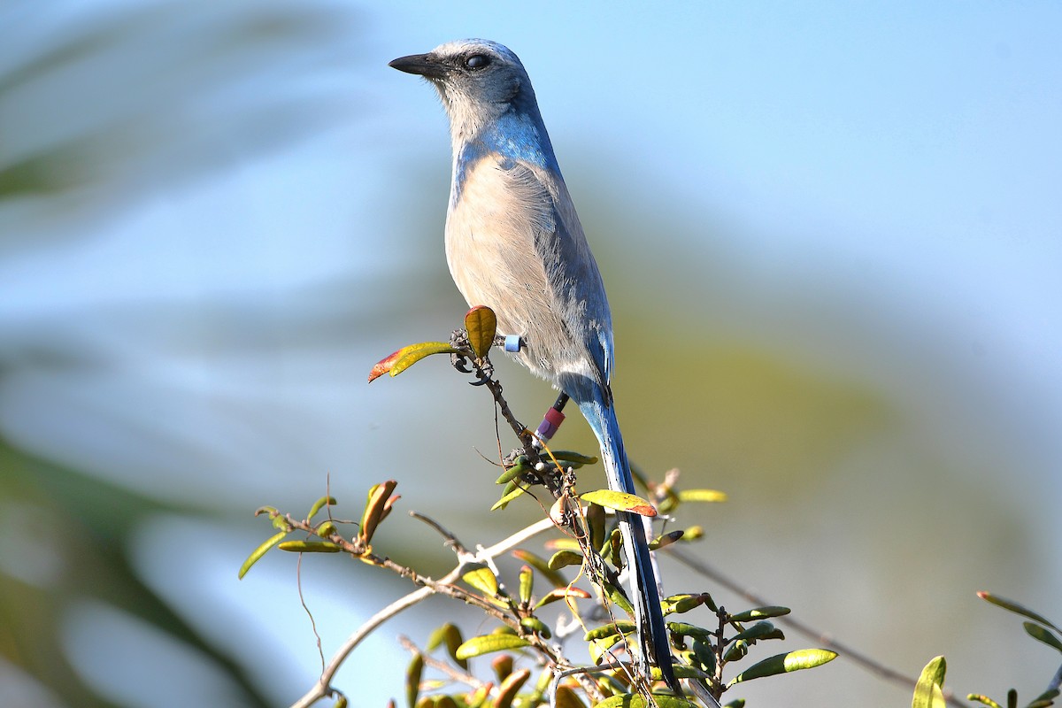 Florida Scrub-Jay - ML619065039