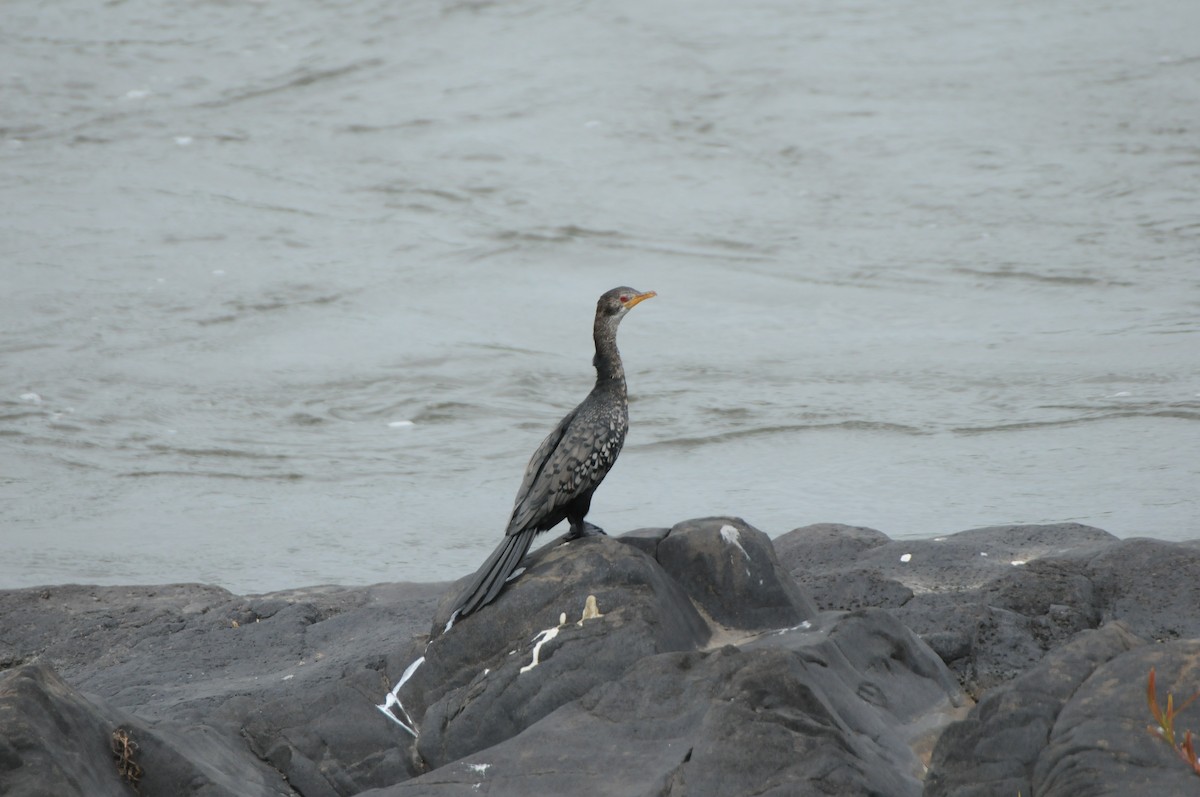 Long-tailed Cormorant - Dominic More O’Ferrall