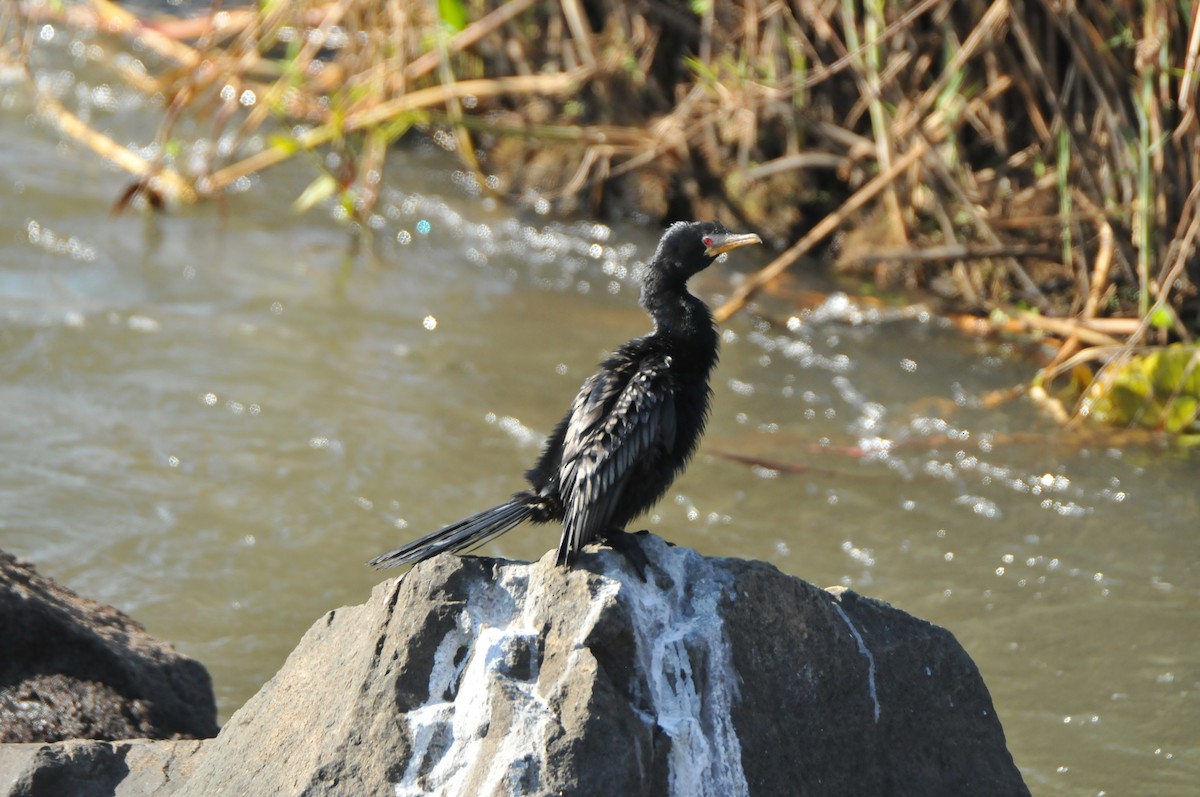 Long-tailed Cormorant - Dominic More O’Ferrall
