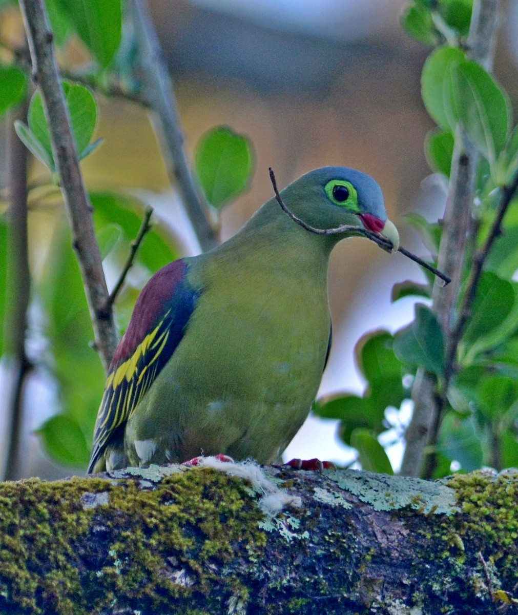 Thick-billed Green-Pigeon - Subharanjan Sen