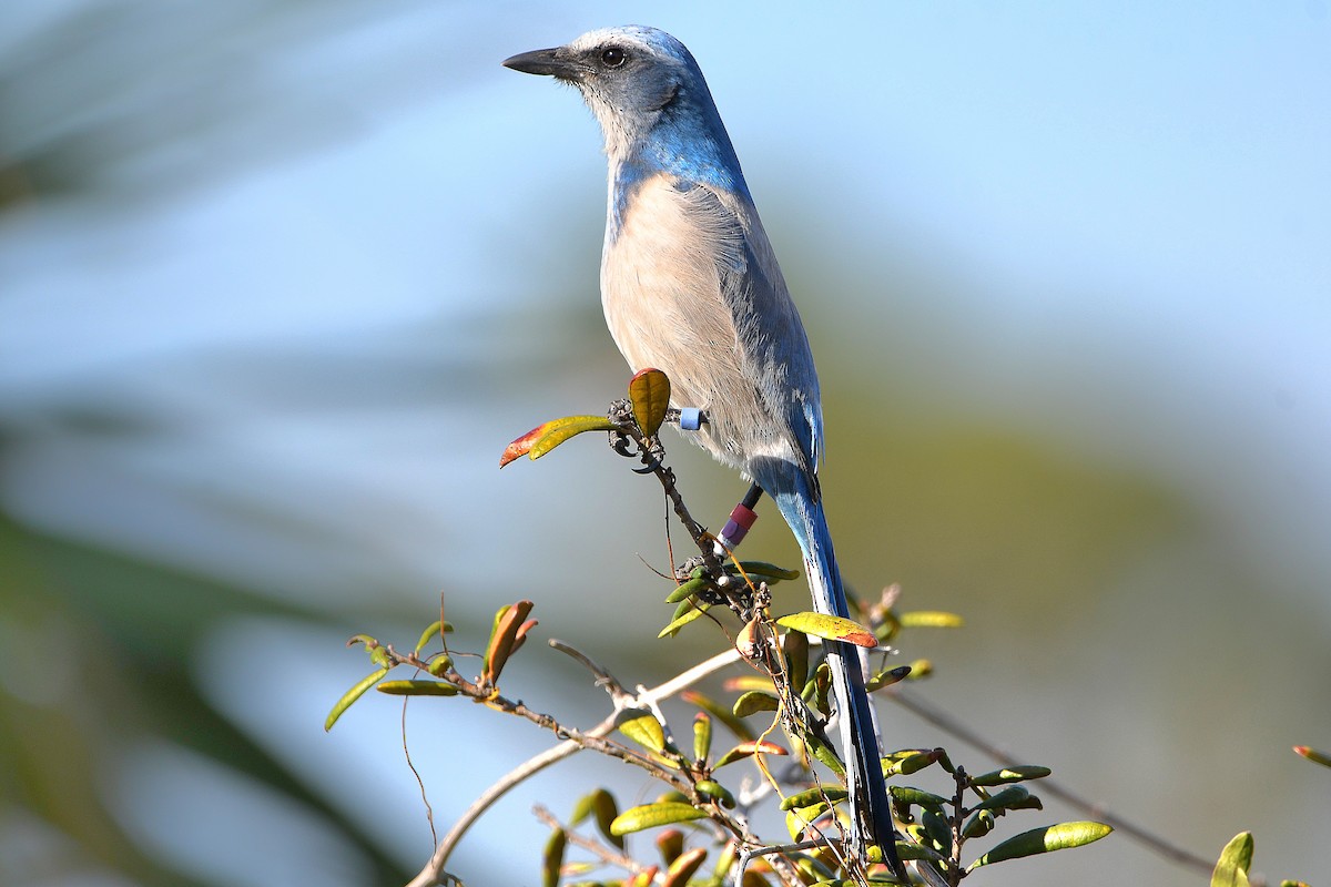 Florida Scrub-Jay - Ari Weiss