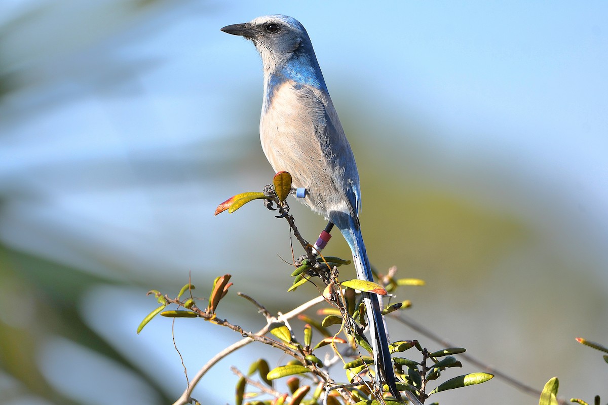 Florida Scrub-Jay - ML619065063