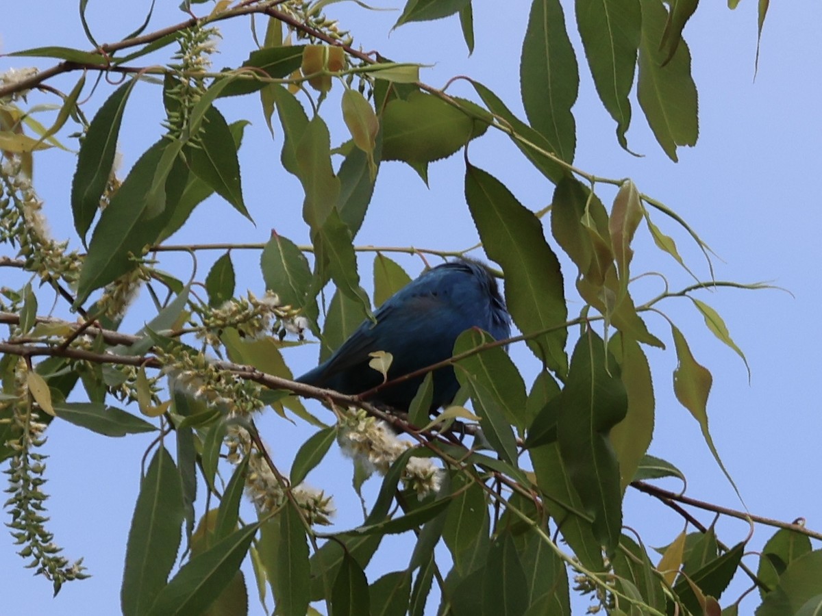 Indigo Bunting - Joanne Morrissey