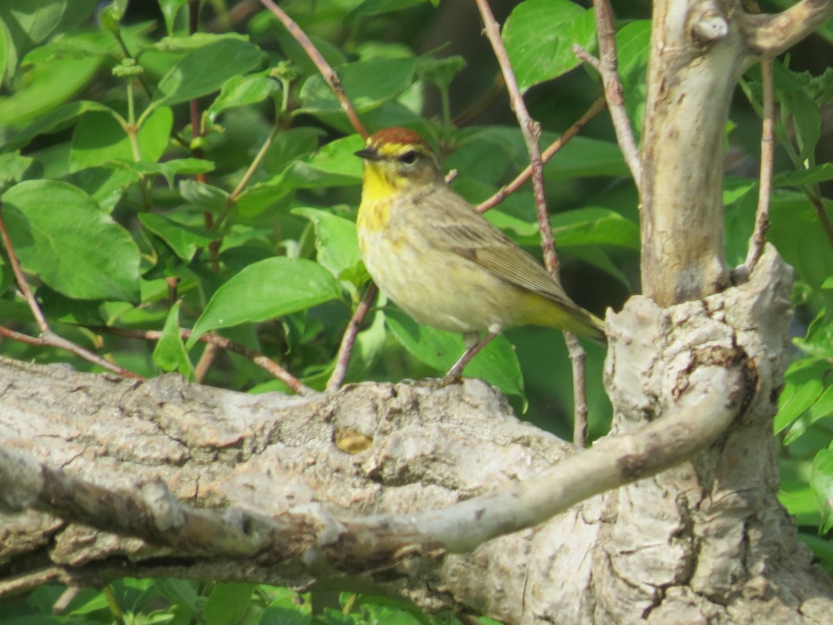 Palm Warbler - Ethan Maynard