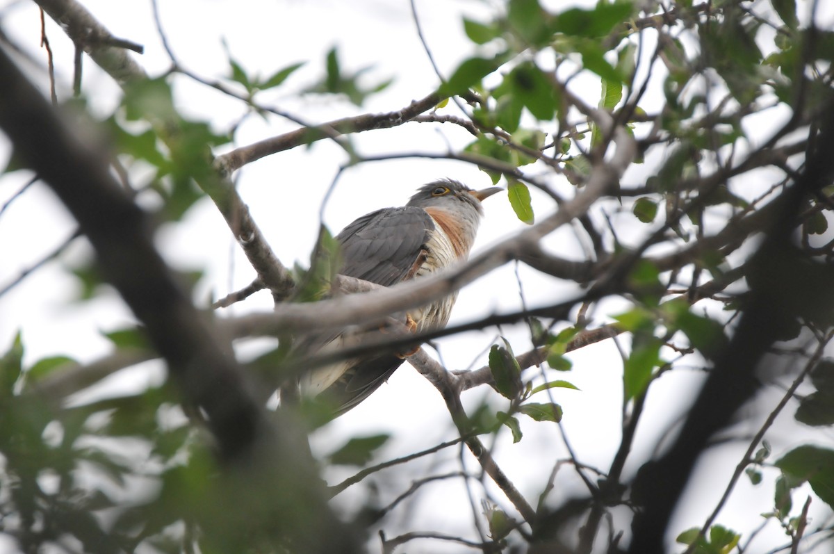Red-chested Cuckoo - Dominic More O’Ferrall