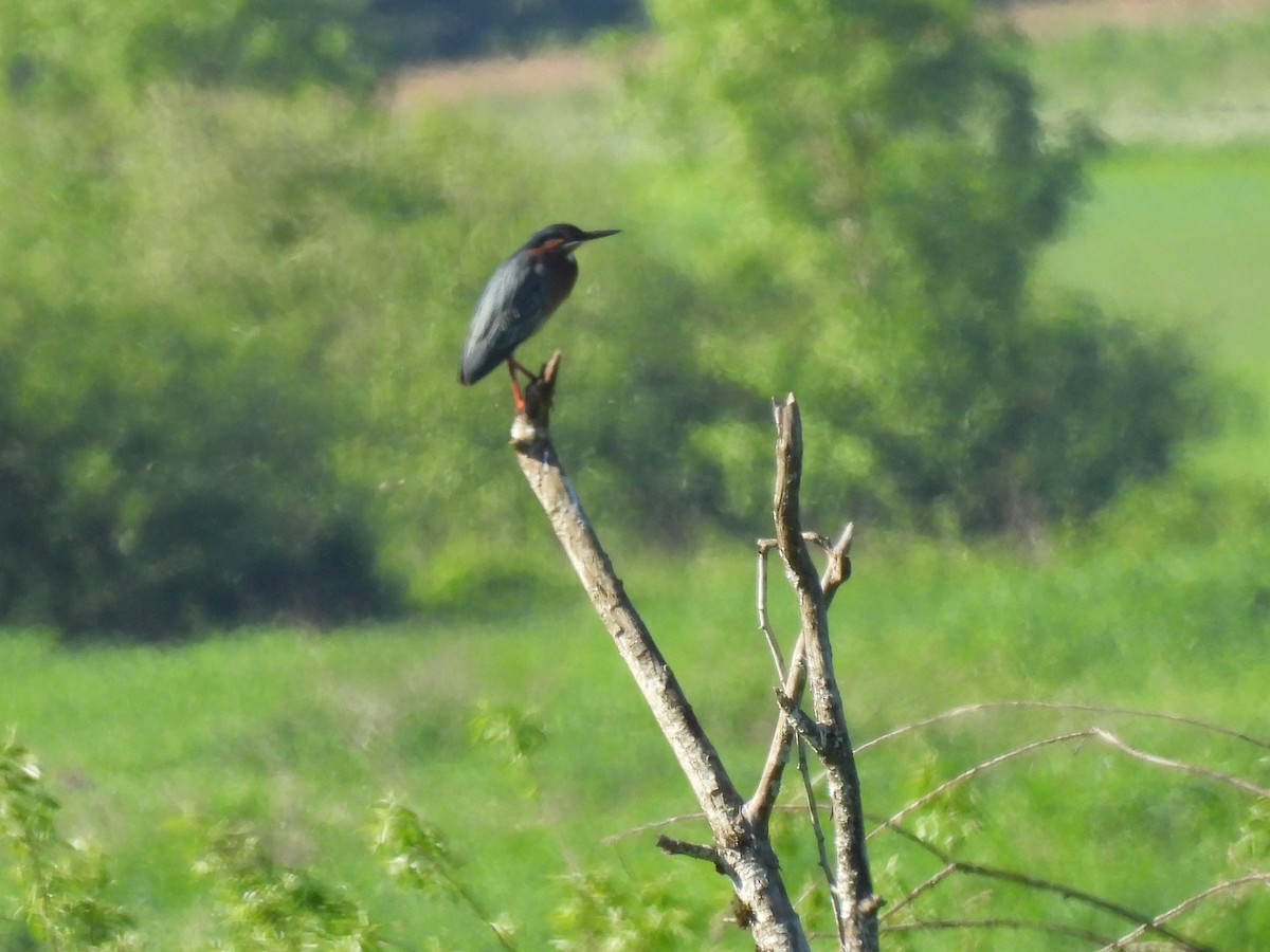 Green Heron - Susan Kirkbride