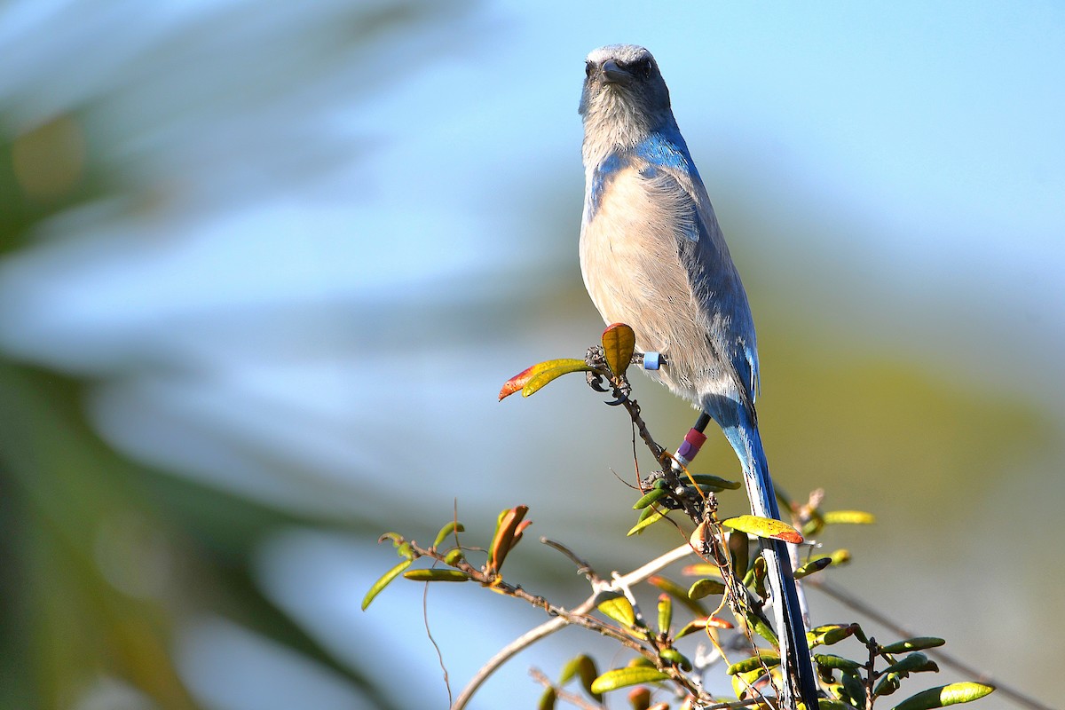 Florida Scrub-Jay - Ari Weiss