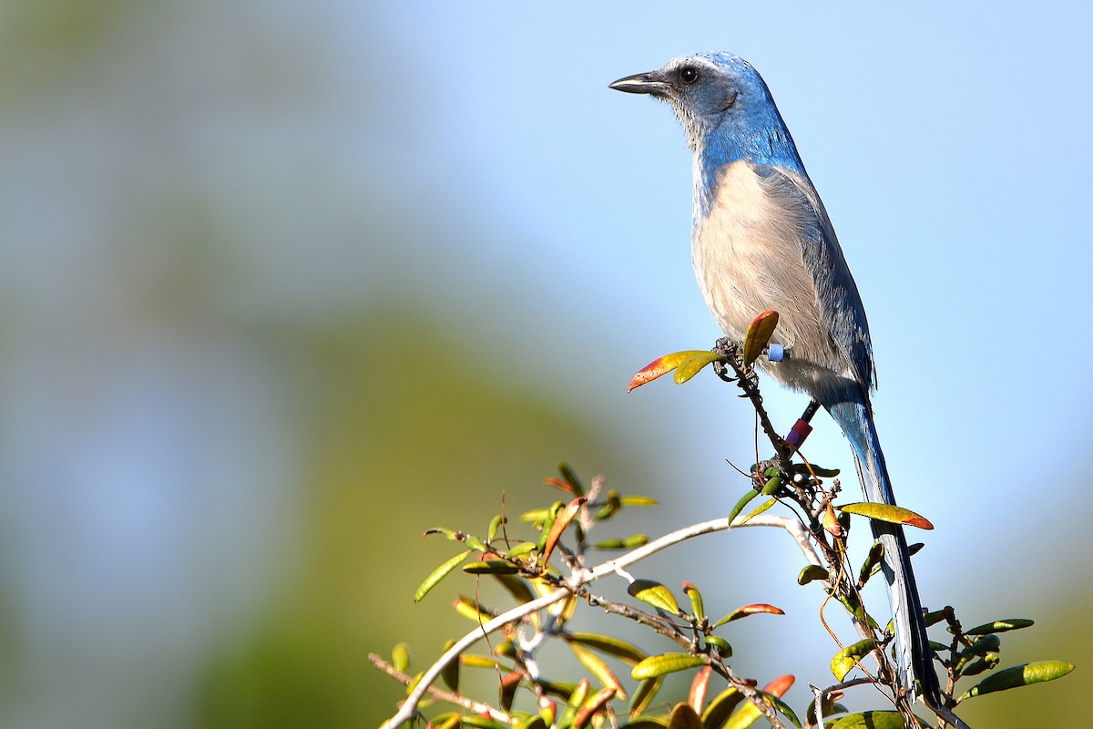 Florida Scrub-Jay - Ari Weiss