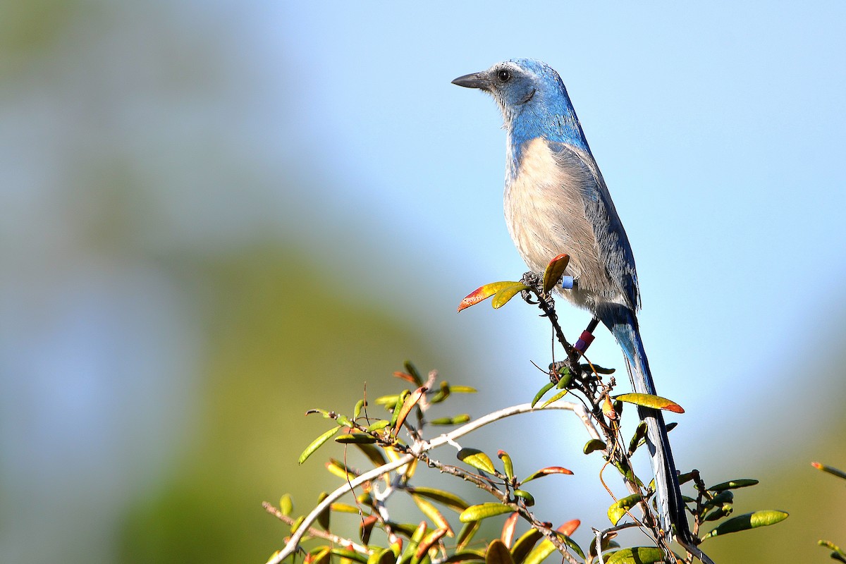 Florida Scrub-Jay - Ari Weiss