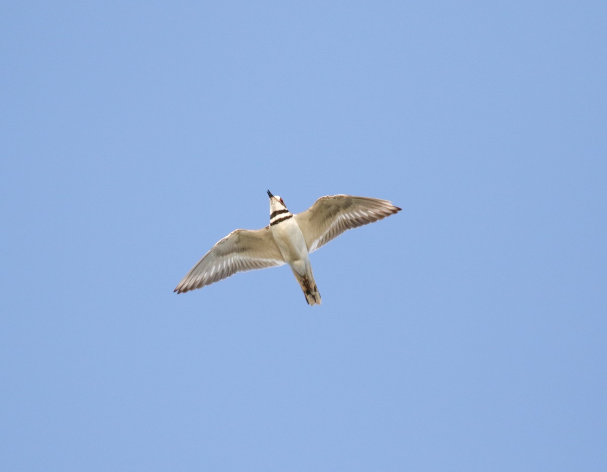 Killdeer - Hannah Toutonghi