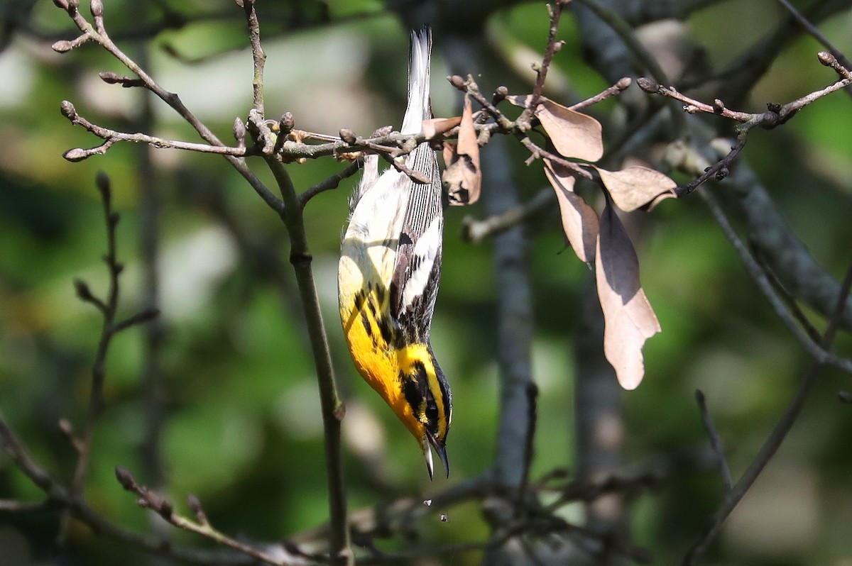 Blackburnian Warbler - James Rieman