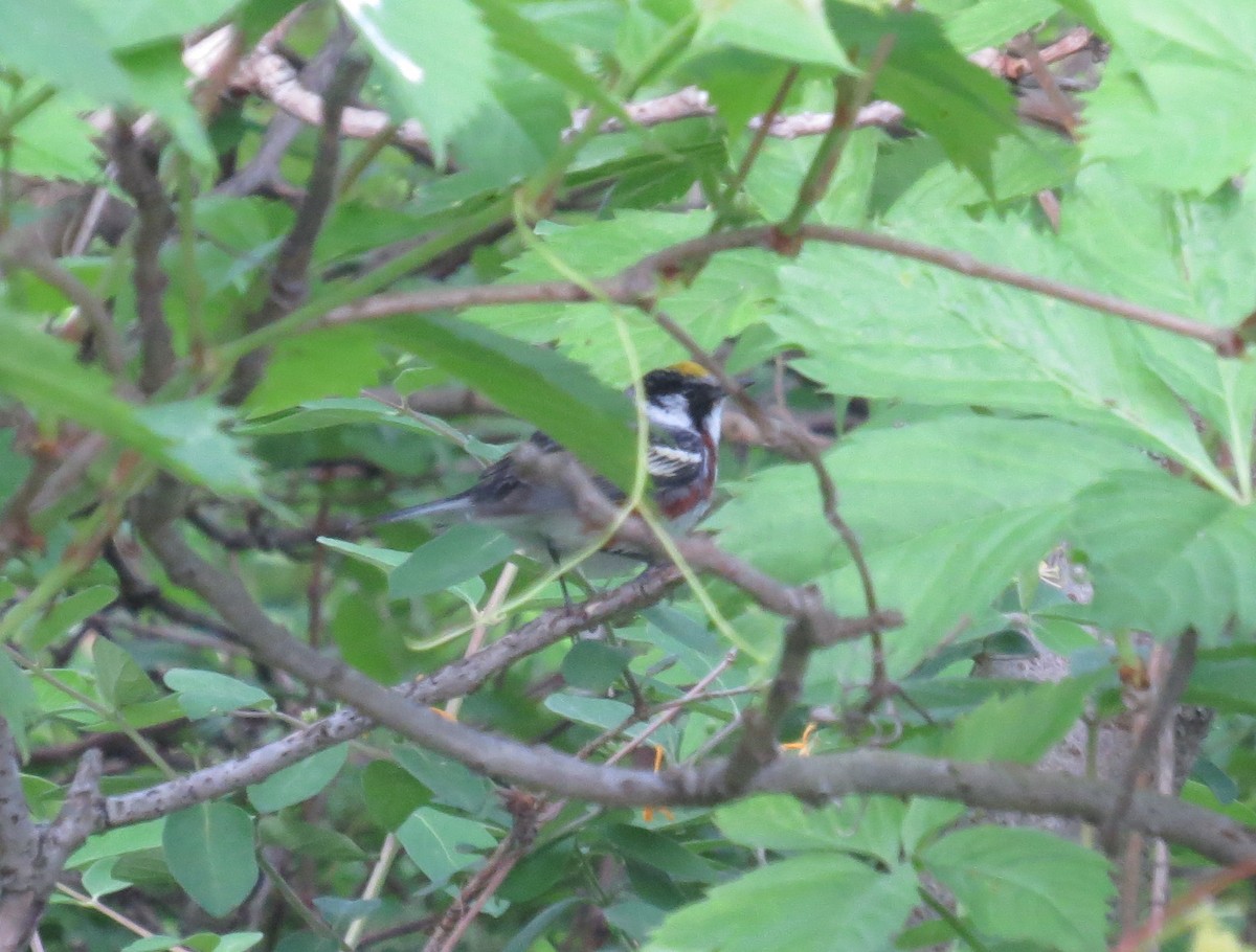 Chestnut-sided Warbler - Ethan Maynard