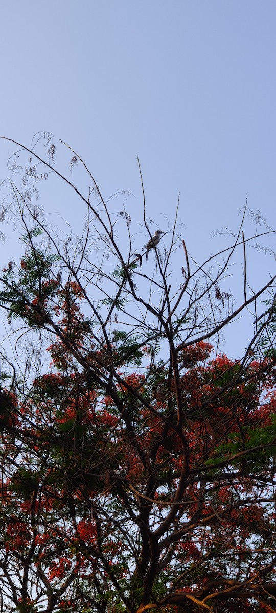 Indian Gray Hornbill - GIRISH KETKAR