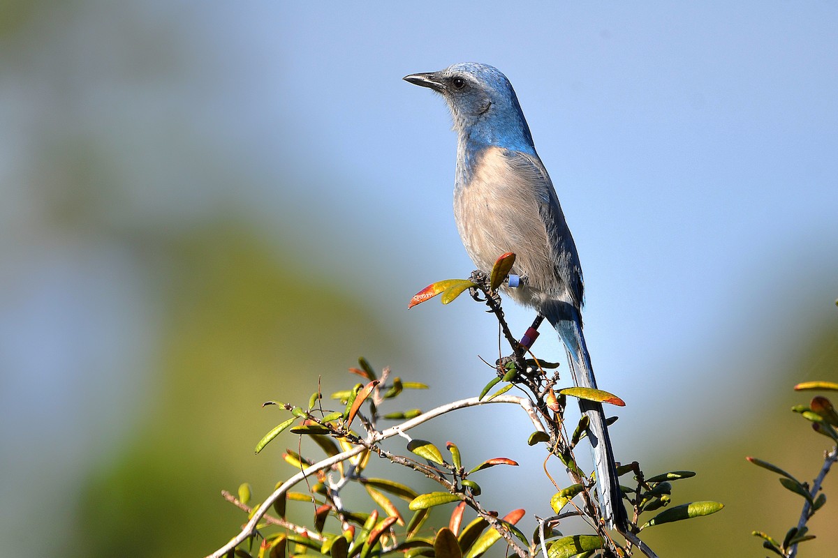 Florida Scrub-Jay - Ari Weiss