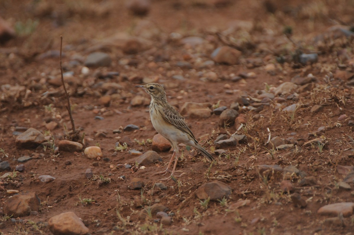 African Pipit - Dominic More O’Ferrall