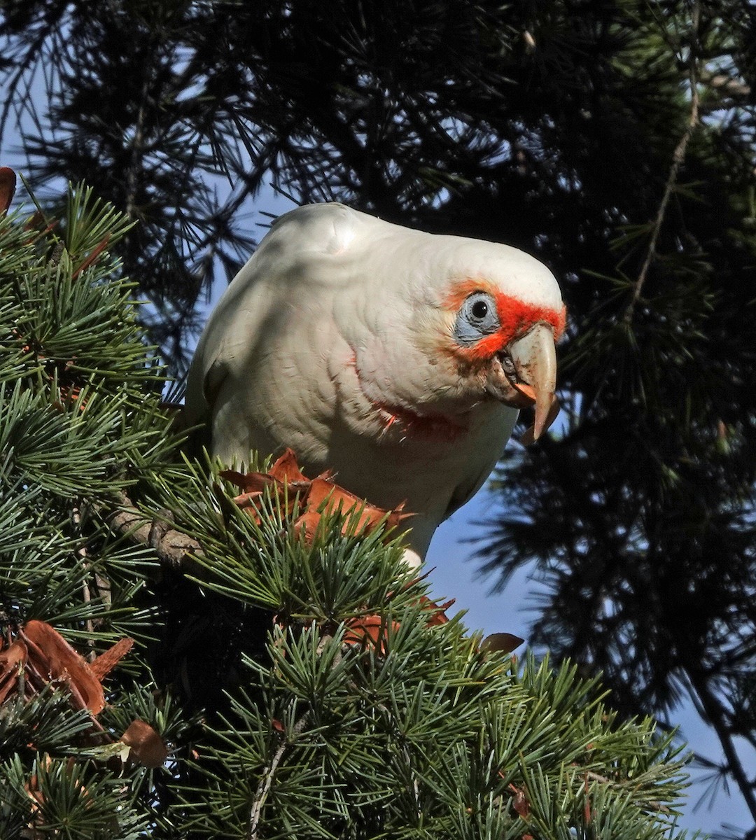 Long-billed Corella - ML619065191