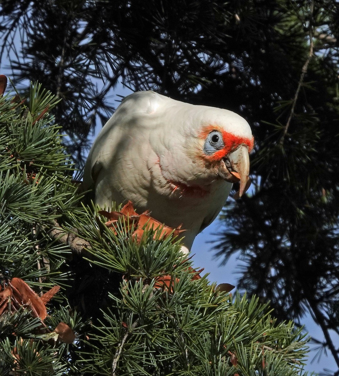 Long-billed Corella - Russell Scott