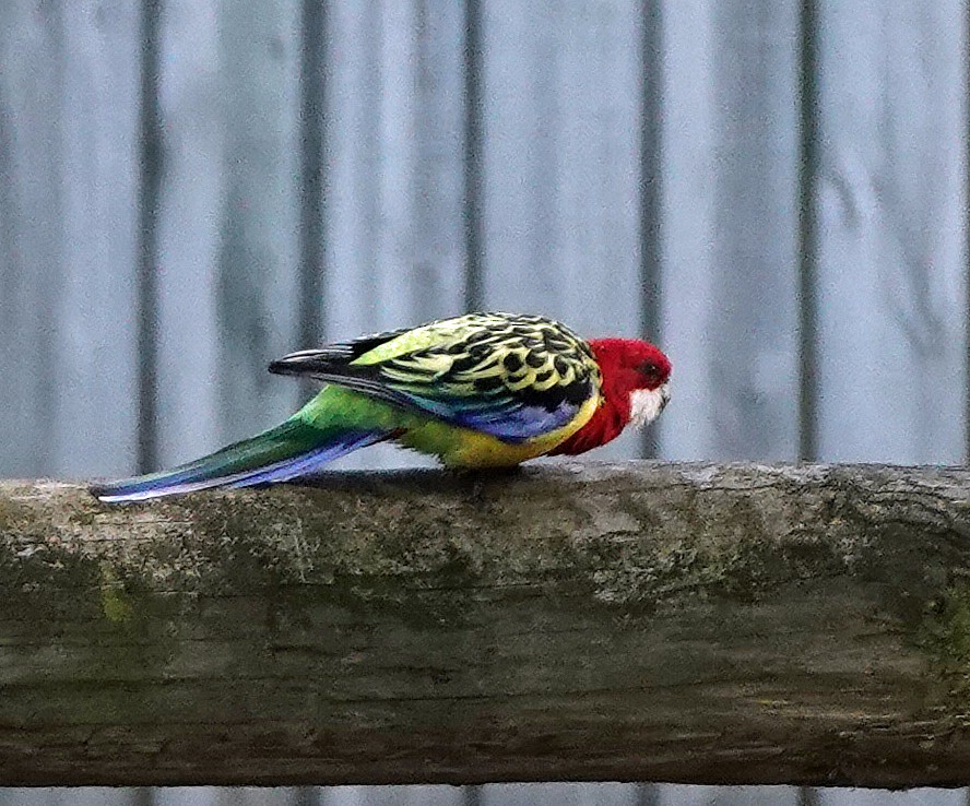 Eastern Rosella - ML619065198