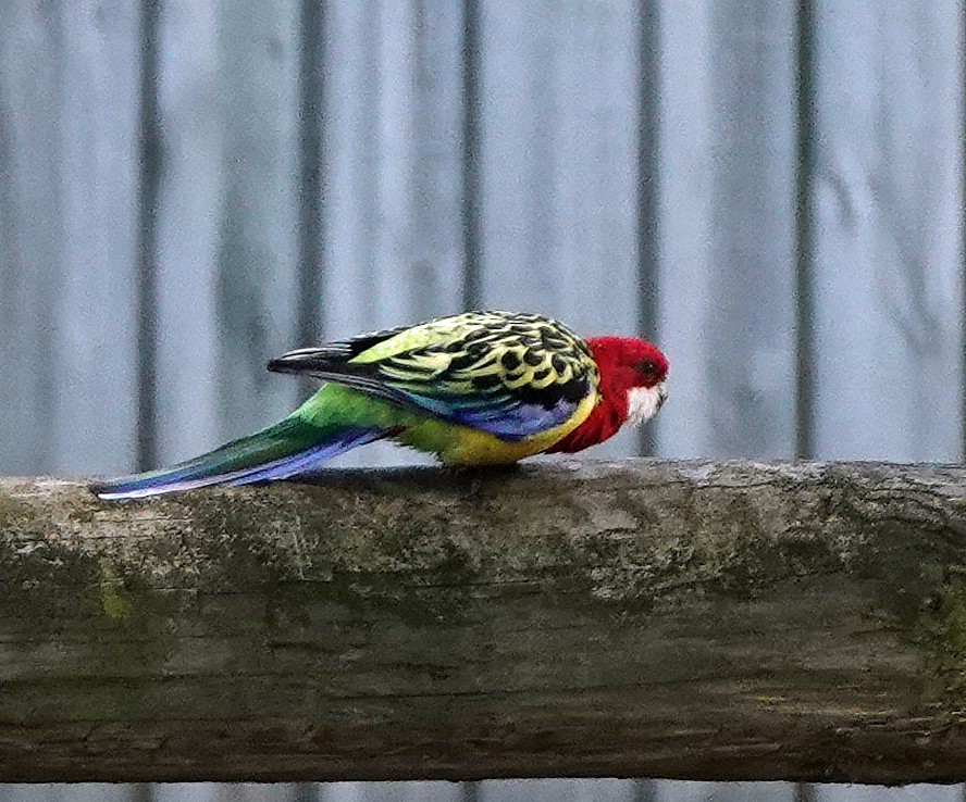 Eastern Rosella - Russell Scott