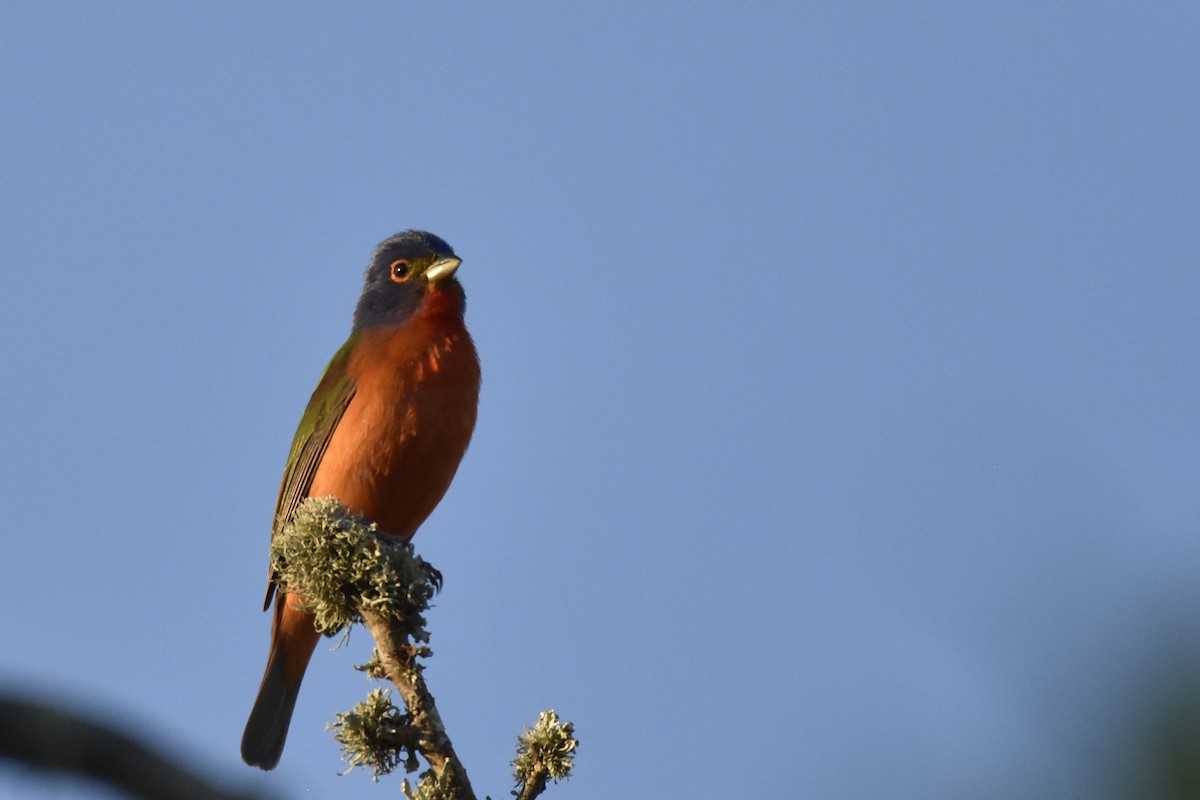 Painted Bunting - ML619065212