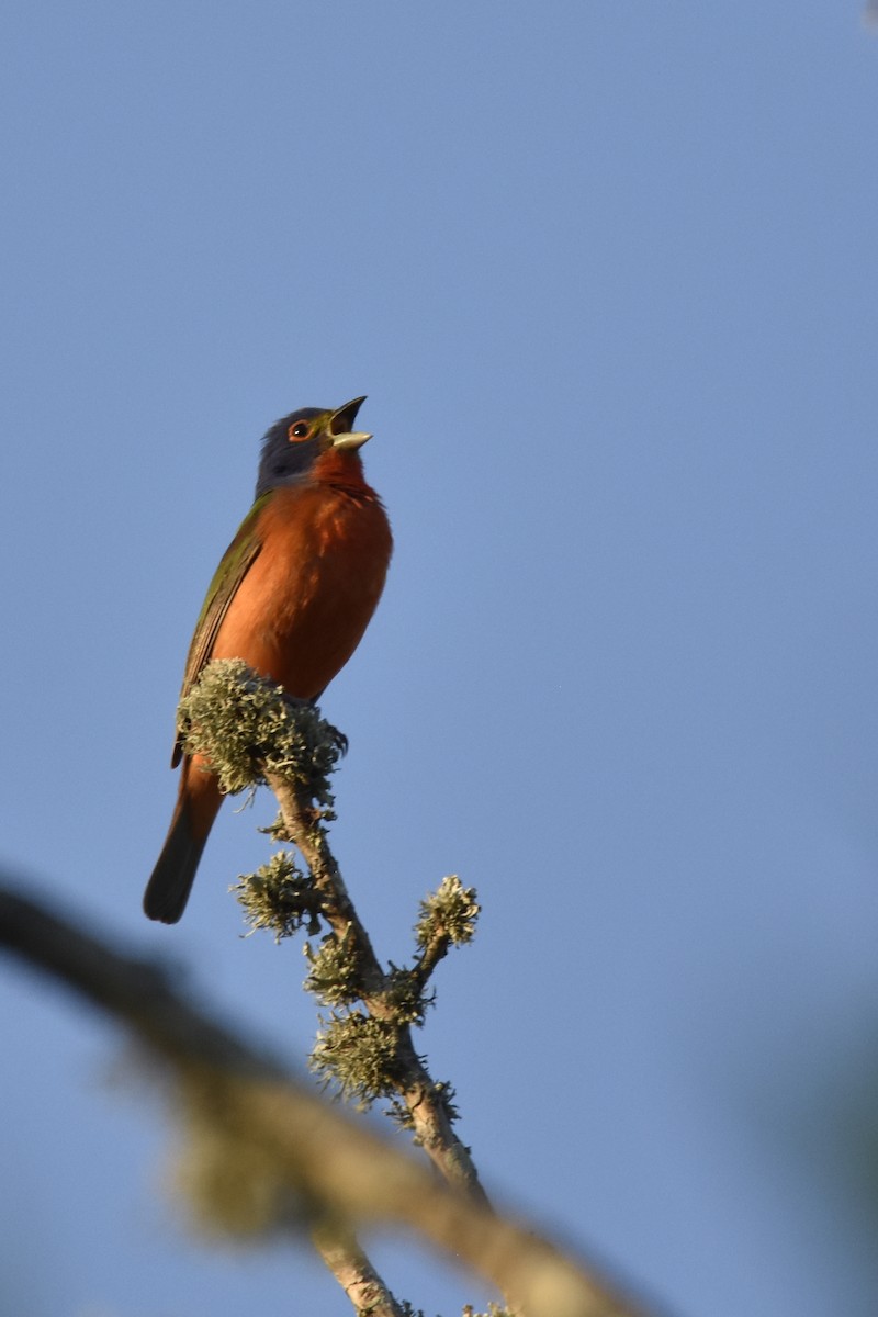 Painted Bunting - ML619065214