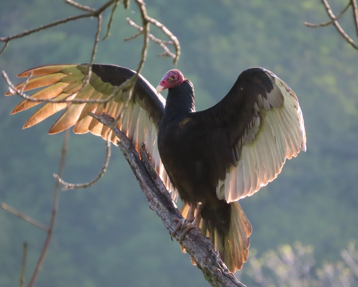 Turkey Vulture - ML619065223