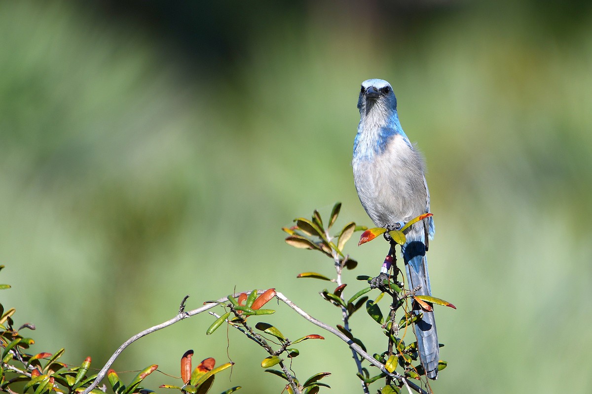 Florida Scrub-Jay - ML619065225