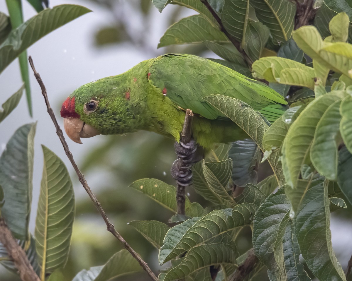 Crimson-fronted Parakeet - Kathy Hicks