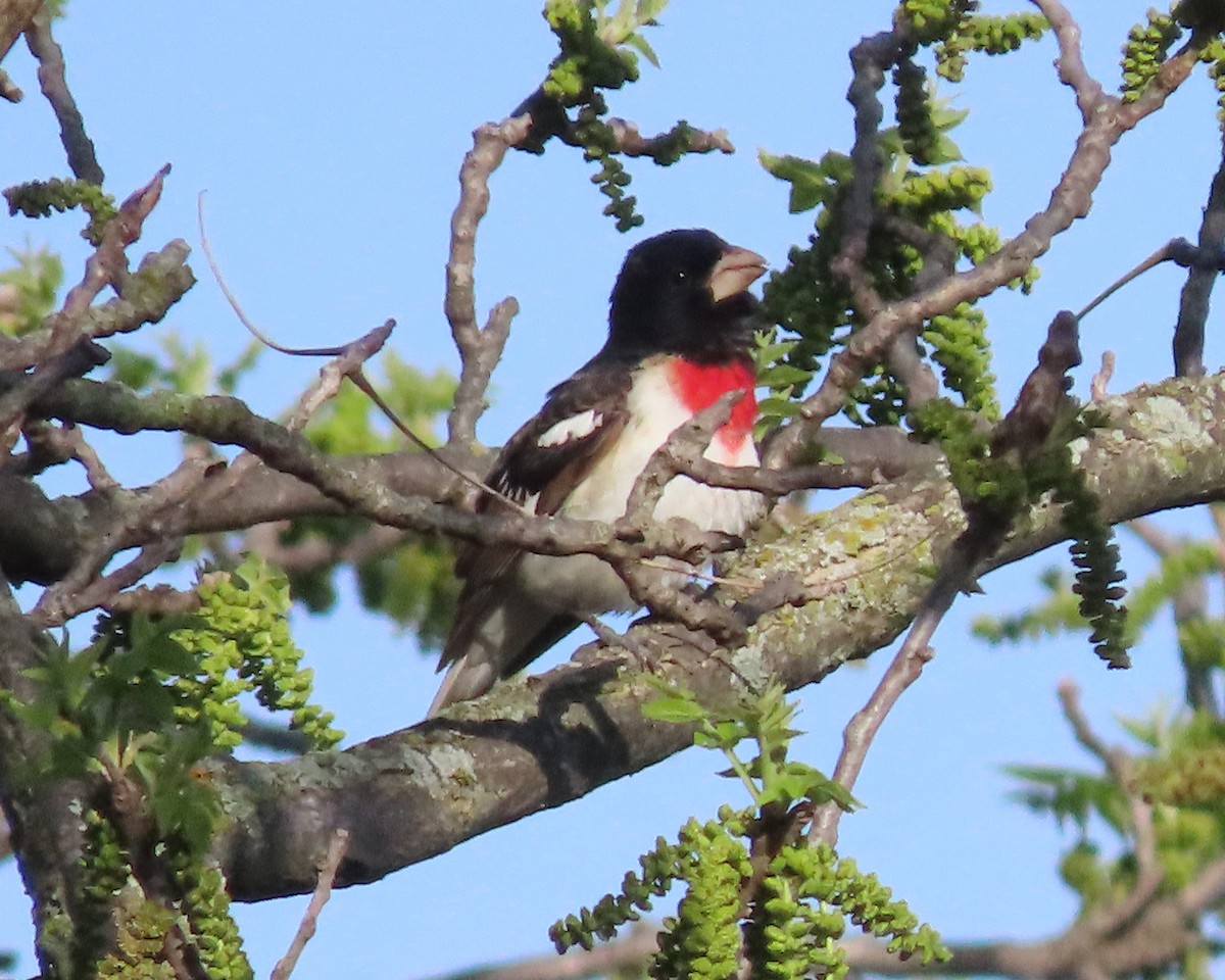 Rose-breasted Grosbeak - ML619065242