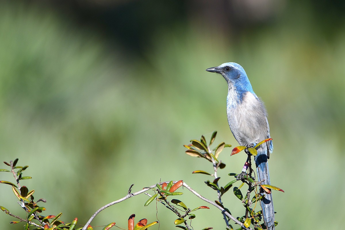 Florida Scrub-Jay - ML619065248