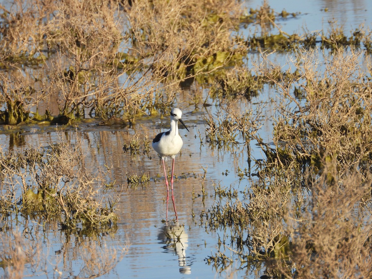 Black-necked Stilt - ML619065250