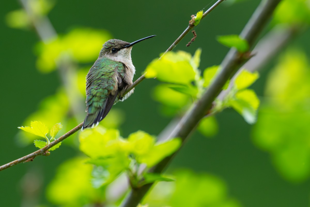 Ruby-throated Hummingbird - Matt Zuro