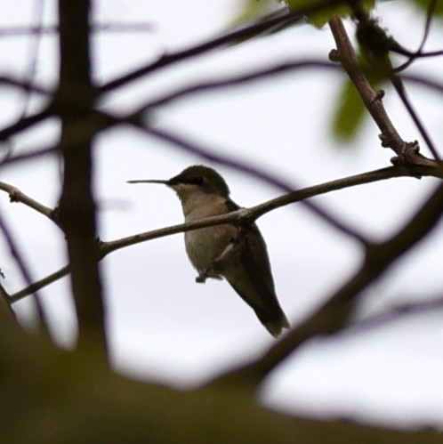 Ruby-throated Hummingbird - Chris Gaffan