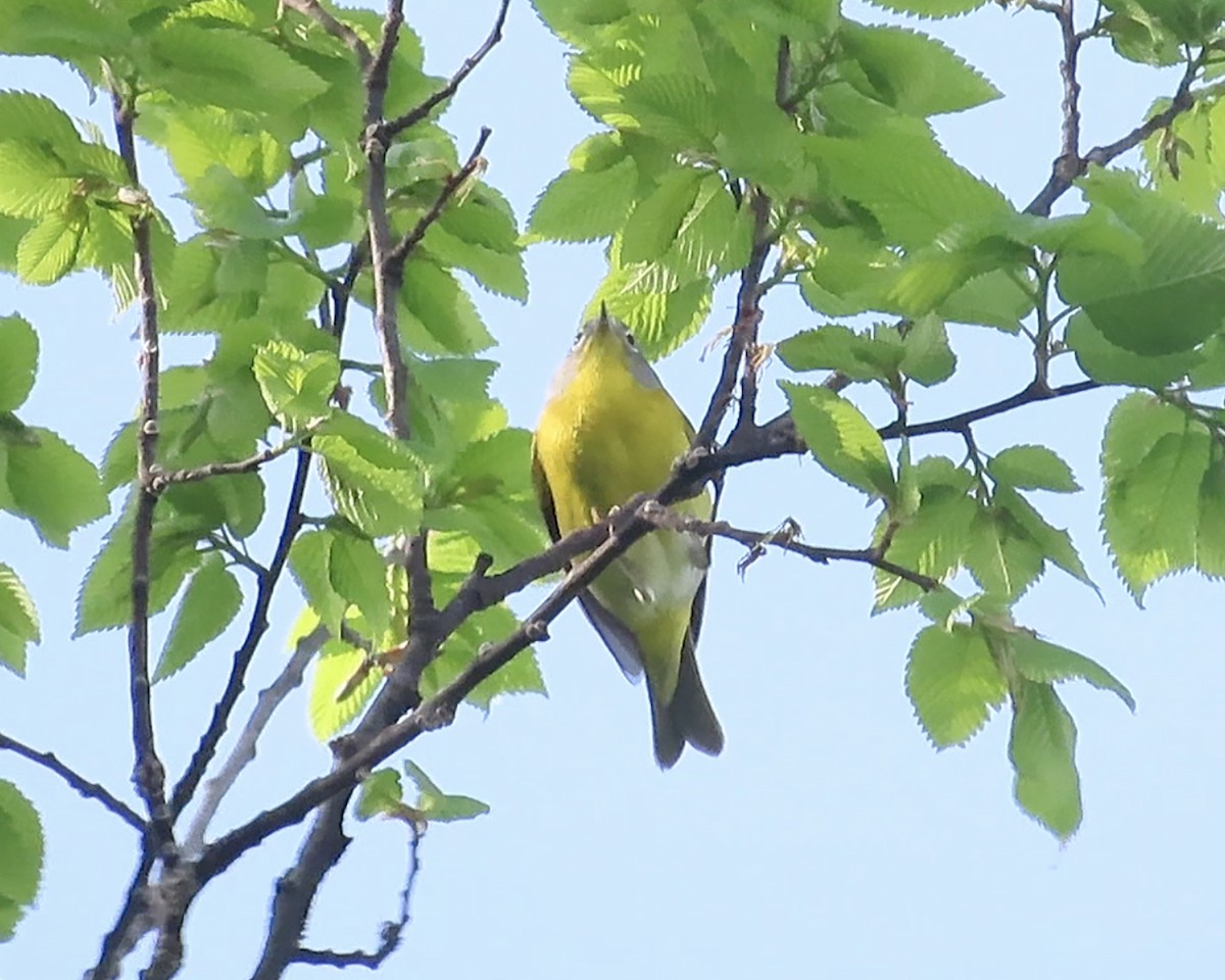 Nashville Warbler - ML619065269