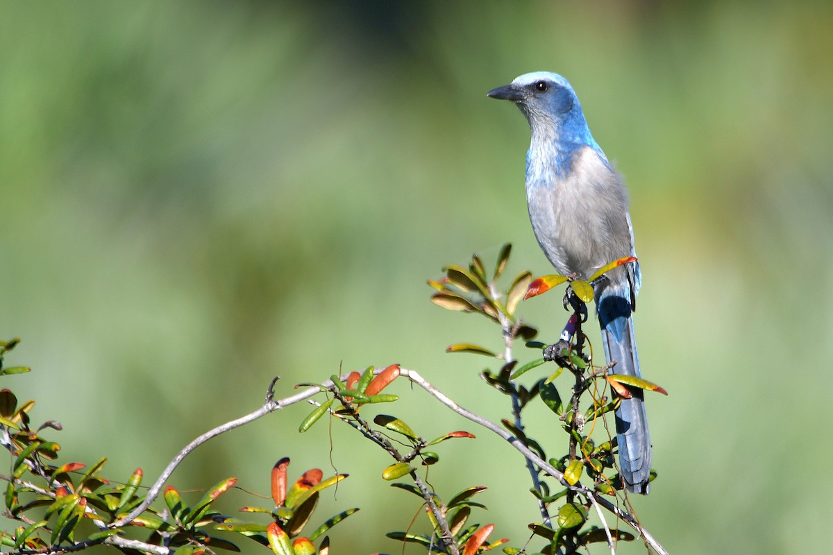 Florida Scrub-Jay - ML619065280