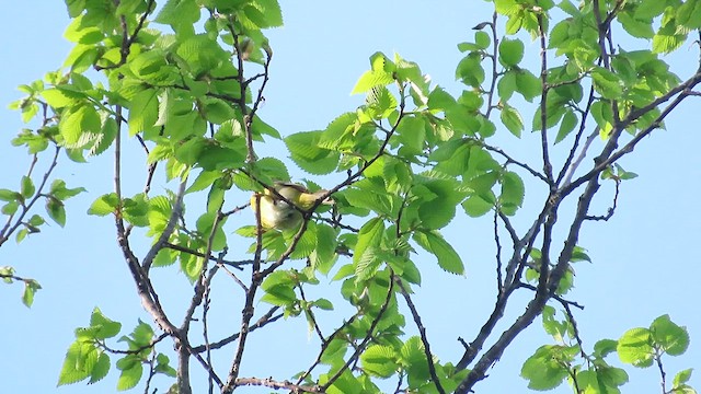 Червоїд сіроголовий - ML619065292