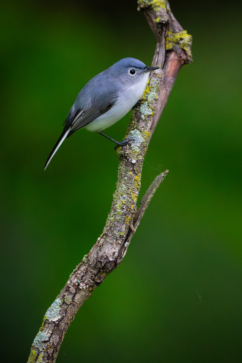 Blue-gray Gnatcatcher - ML619065314