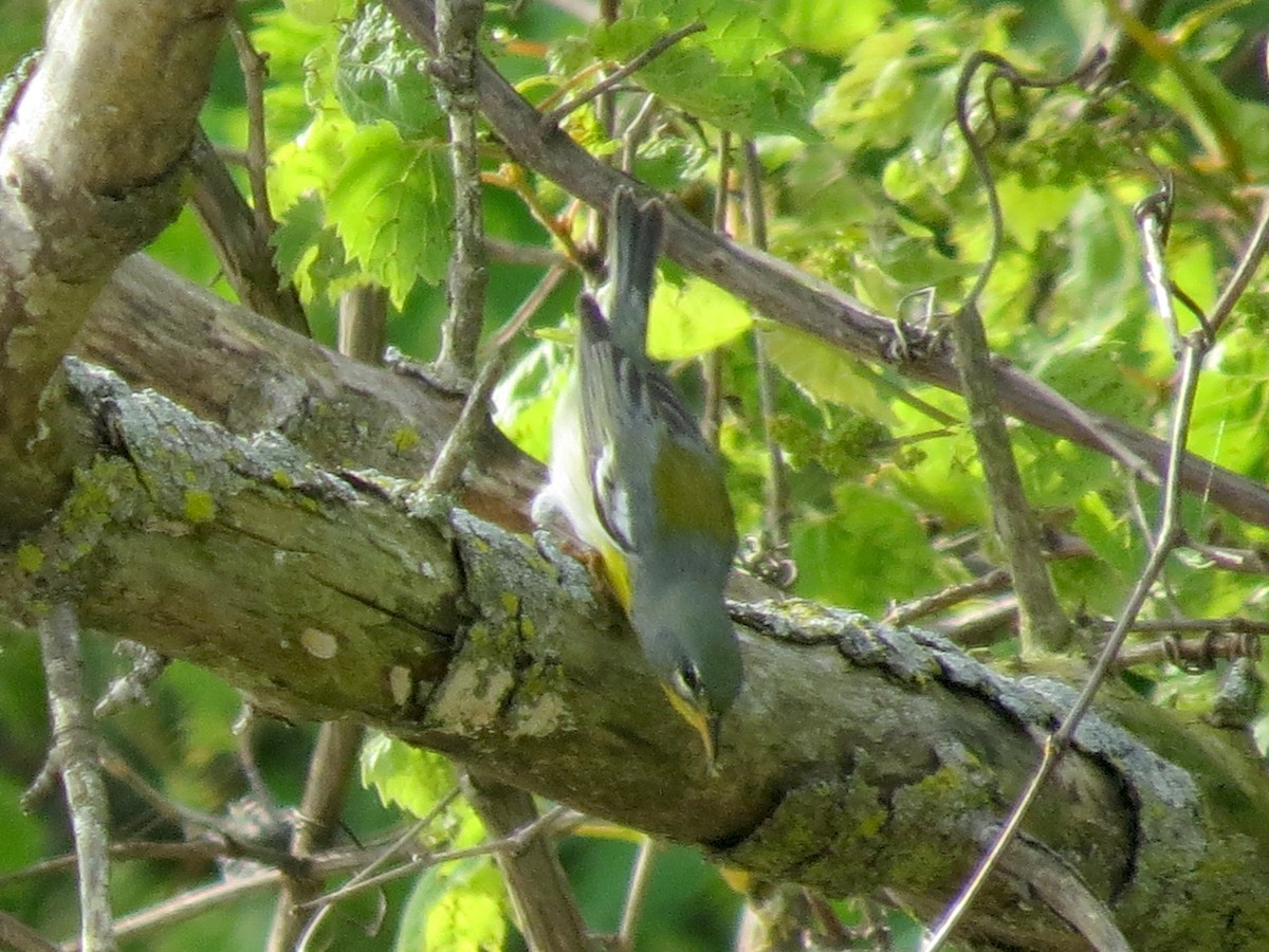 Northern Parula - Ethan Maynard