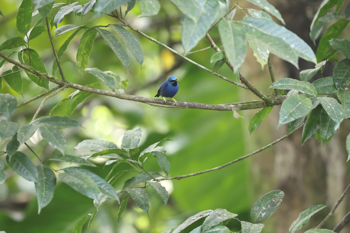 Blue Dacnis - Mason Sieges