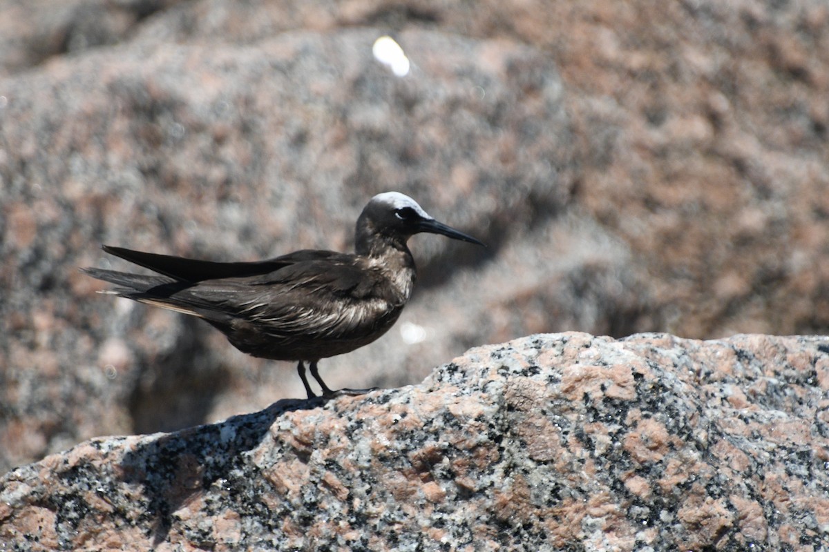 Black Noddy - ML619065387