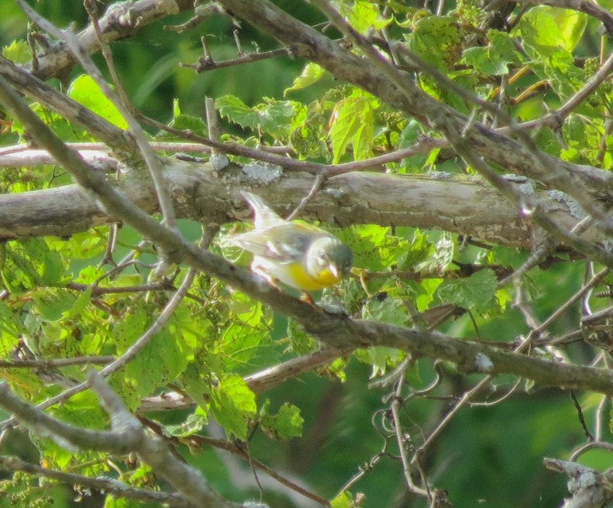 Northern Parula - Ethan Maynard