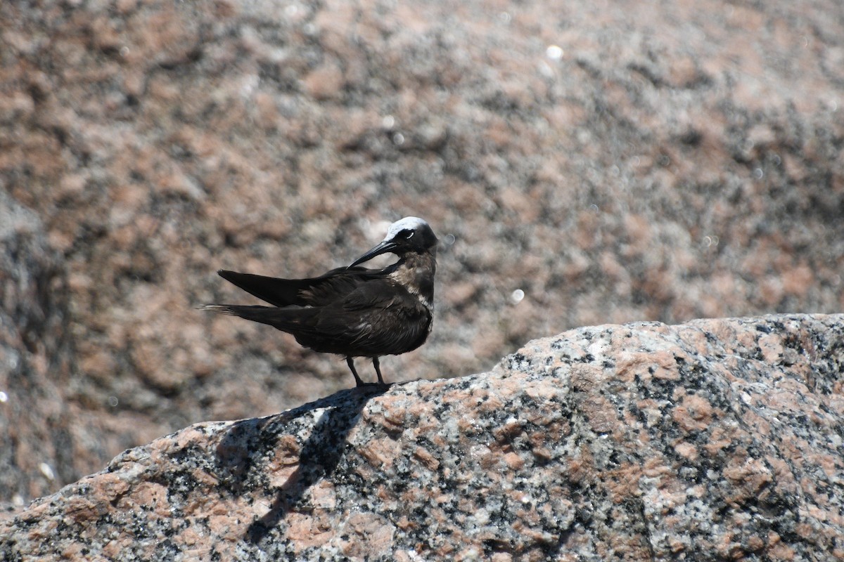 Black Noddy - ML619065397