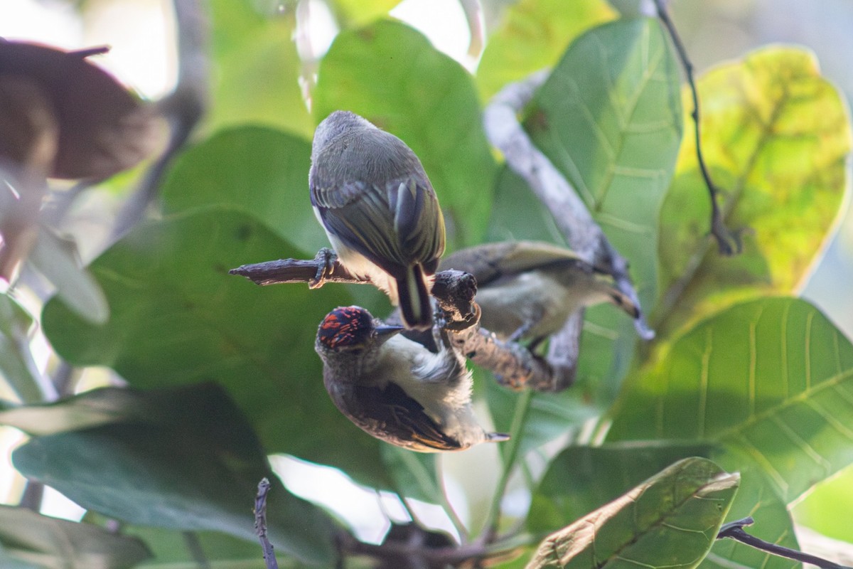 Plain-breasted Piculet - ML619065401