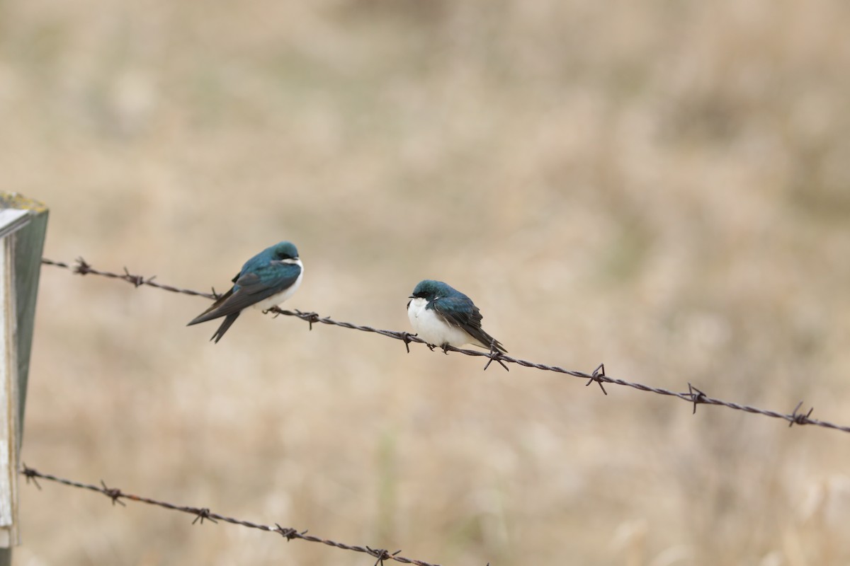 Tree Swallow - Irene Crosland